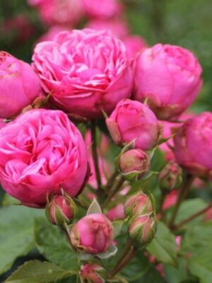 Троянда Пінк Піано Троянда Пінк Піано (Pink Piano)