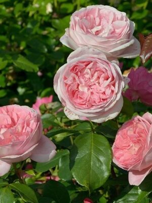 Троянда Піоновидна “Вояж” Троянда Піоновидна "Вояж"