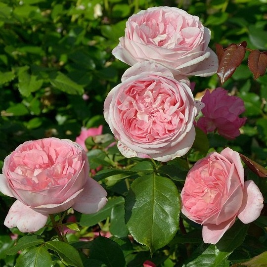 Троянда Піоновидна “Вояж” Троянда Піоновидна "Вояж"