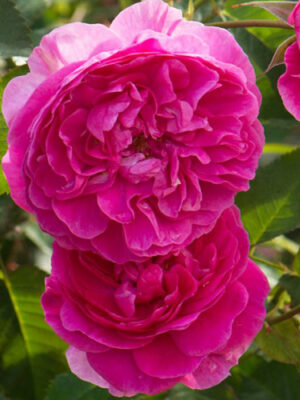 Троянда плетиста Солодкий поцілунок Троянда плетиста Солодкий поцілунок (Sweet Kiss)Піоновидна