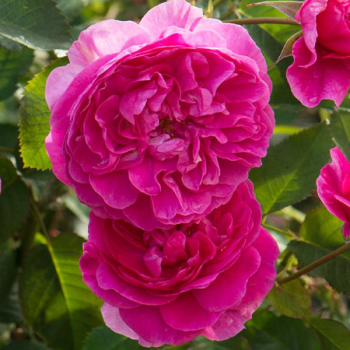 Троянда плетиста Солодкий поцілунок Троянда плетиста Солодкий поцілунок (Sweet Kiss)Піоновидна