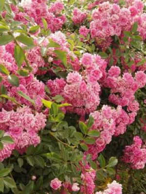 Троянда плетиста  Супер Дороті