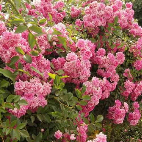 Троянда плетиста  Супер Дороті