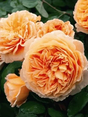 Троянда “Полька метелик” плетиста Троянда "Полька метелик" плетиста