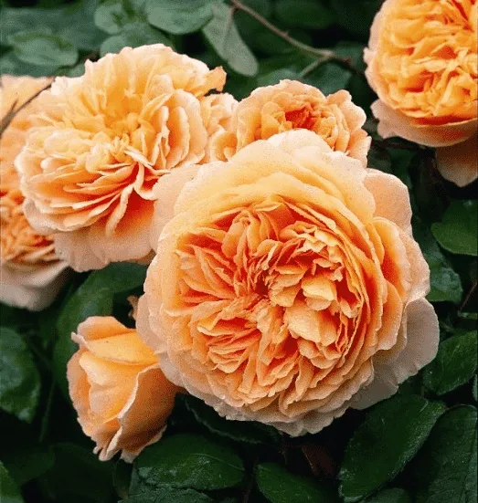 Троянда "Полька метелик" плетиста