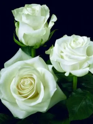 Троянда Полярна зірка Троянда Полярна зірка (Polarstern)