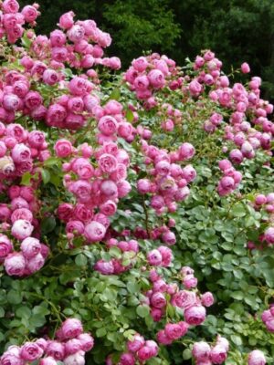 Троянда Помпонелла (Pomponella)