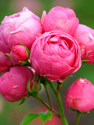 Троянда Помпонелла (Pomponella) Троянда Pomponella