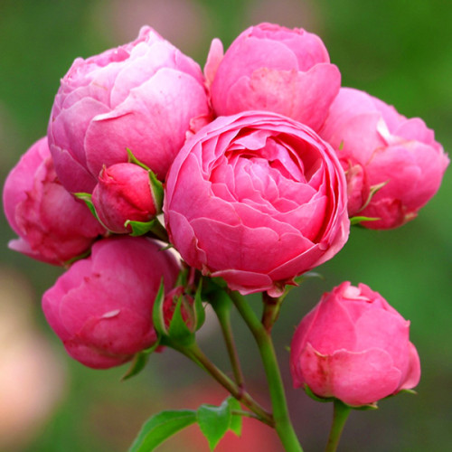 Троянда Pomponella