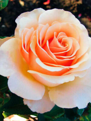 Троянда Прімадонна Троянда Прімадонна (Prima Donna)