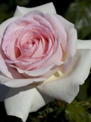 Троянда Prince Jardin (Принц Жардин)