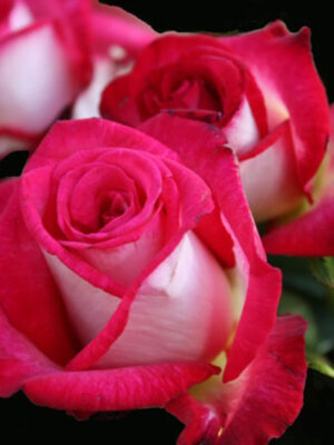 Троянда Ранок Париж Троянда Ранок Парижу