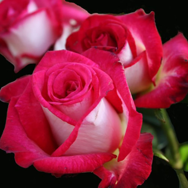 Троянда Ранок Парижу