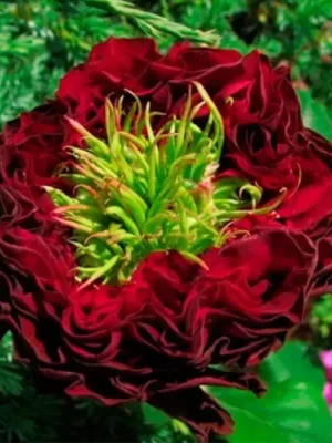 Троянда Ред Ай (Red Eye)