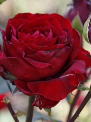 Троянда Ред інтернешенел (Red internation) Троянда Ред інтернешенел (Red internation)