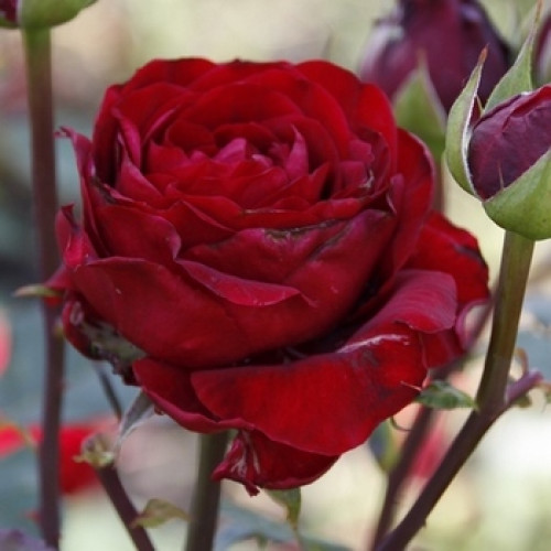 Троянда Ред інтернешенел (Red internation)