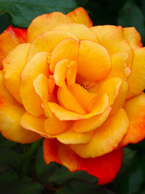 Троянда "Самба" спрейка