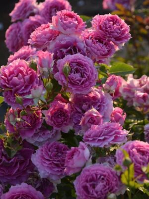 Троянда Шахерезада Троянда Шахерезада грунтопокривна