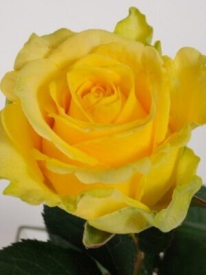 Троянда штамбова "Пенні Лейн" (Penny Lane)