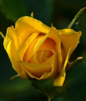 Троянда "Сонця Світло" Плетиста жовта