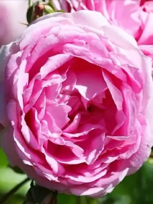 Троянда сорту “Жасмин” Троянда сорту "Жасмин" плетиста