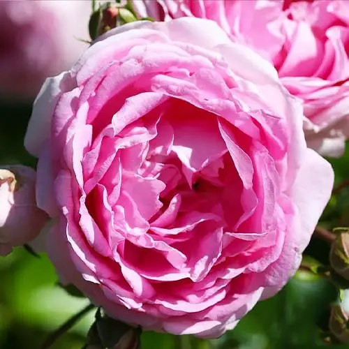 Троянда сорту "Жасмин" плетиста