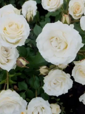 Троянда спрей "Біла Лідія"