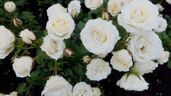 Троянда спрей "Біла Лідія"