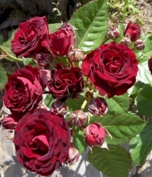 Троянда (спрей) "Іль Міо"