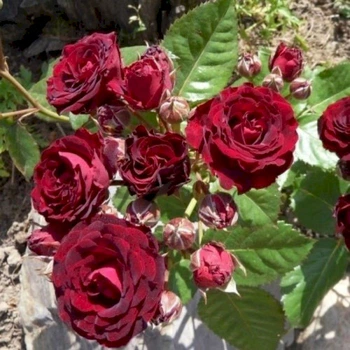 Троянда (спрей) "Іль Міо"