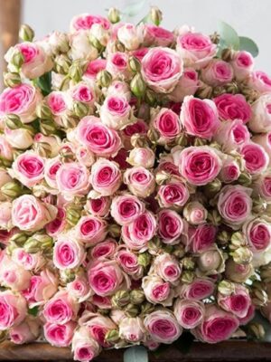 CREATOR: gd-jpeg v1.0 (using IJG JPEG v62), quality = 90 Троянда спрей Мімі Еден