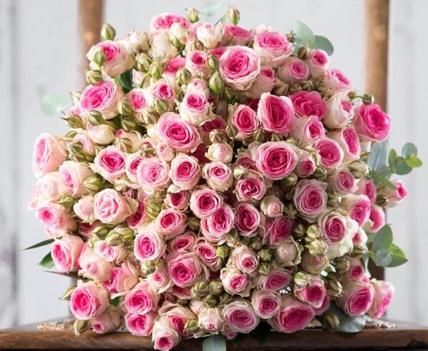 Троянда спрей Мімі Еден