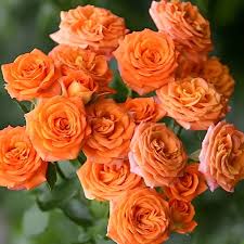 Троянда спрей Оранж Бебі (Orange Baby)