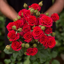 Троянда спрей Ред Хард