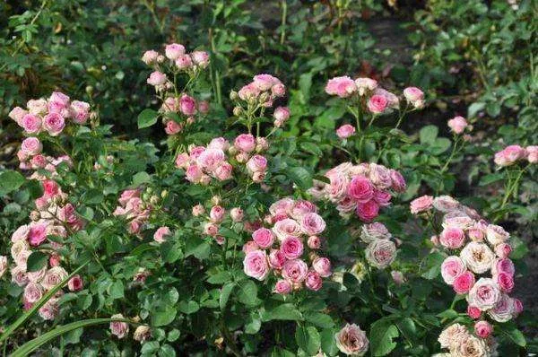 Троянда спрей "Рожева Капелька"