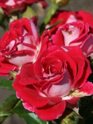 Троянда спрей Рубі Стар