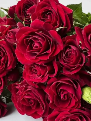 Троянда спрей РУБІКОН "RUBICON"