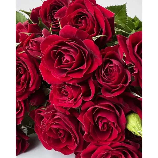 Троянда спрей РУБІКОН "RUBICON"