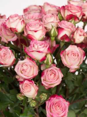 Троянда Спрей-троянда “Сафіна”