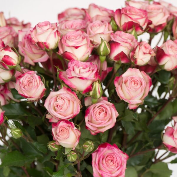 Троянда Спрей-троянда “Сафіна”