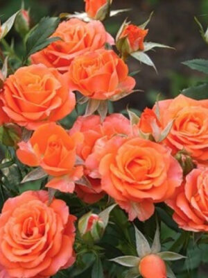 Троянда спрейка Алергія