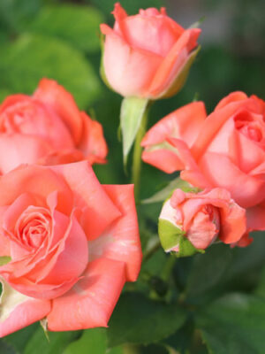 Троянда спрейка Барбадос