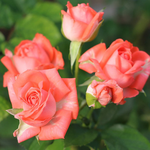 Троянда спрейка Барбадос