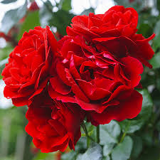 Троянда спрейка Капелька