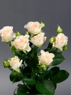 Троянда спрейка Кремова