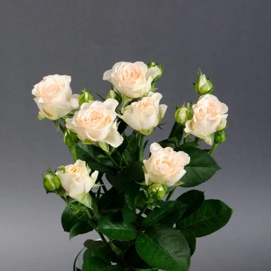 Троянда спрейка Кремова