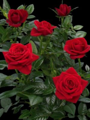 Троянда спрейка Кисс Кордана