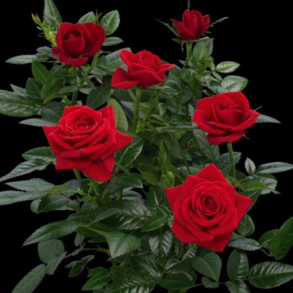 Троянда спрейка Кисс Кордана