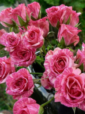 Троянда спрейка Пінк Флеш