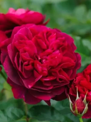 Троянда спрейка Торнадо